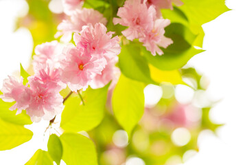 Sakura. Cherry blossom, branches with flowers sway in the wind. Pink flowers of the sakura tree. Spring landscape with flowering trees. Beautiful nature on a sunny day.