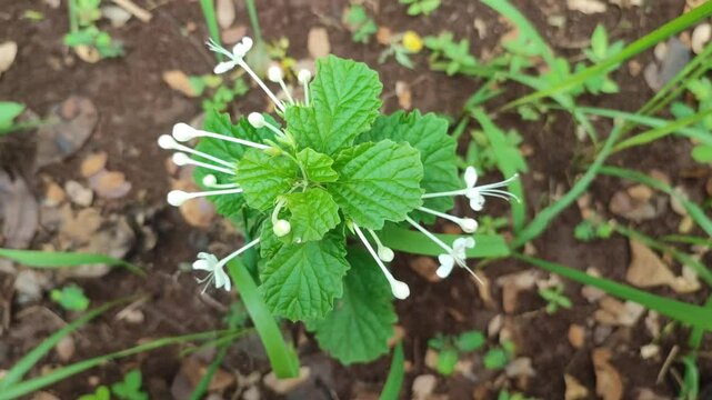 Kejibeling plant with white flower