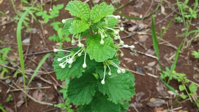 Kejibeling plant with white flower