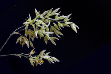 Inflorescence of a wild grass with striped green white glumes and yellow pollen, macro shot against...