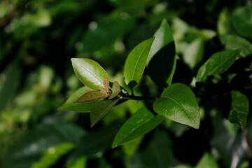 
close-up photo of leaves and stems on blurry green background