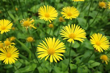 Yellow flowers blooming in a garden in summer time