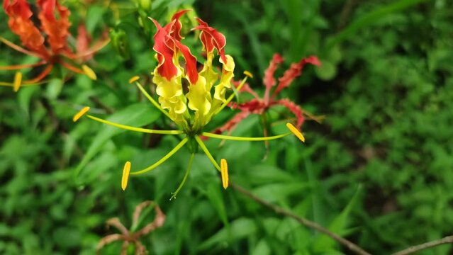 fire flower plant