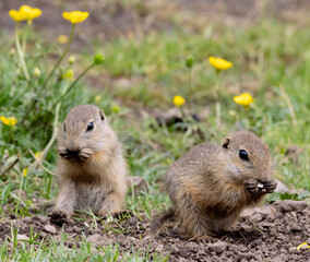 Ground squirrel colony (Syslovisko Biele vody), National park Muranska Planina, Slovakia