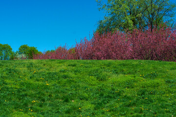 Naklejka premium A field with green grass and sakura trees that should bloom soon.