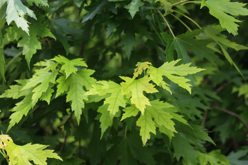 Close-up of green leaves of Acer Saccharinum tree on summer season in the garden