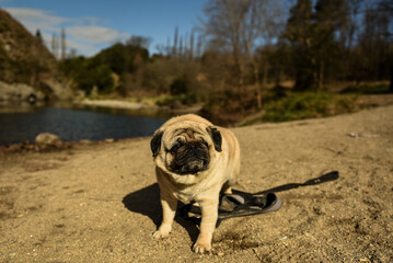 Obraz premium Pug adorable