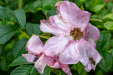 Obraz premium wet blossoms of a rose after the rain