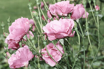 wet blossoms of a rose after the rain