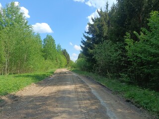 Forest in Siauliai county during sunny summer day. Oak and birch tree woodland. Sunny day with white clouds in blue sky. Bushes are growing in woods. Nature. Summer season. Miskas.