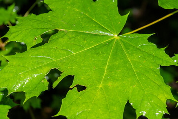 wet single large tree leaf after the rain