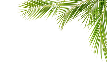 Green palm branches in a corner arrangement isolated on white or transparent background