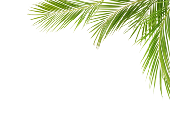 Green palm branches in a corner arrangement isolated on white or transparent background