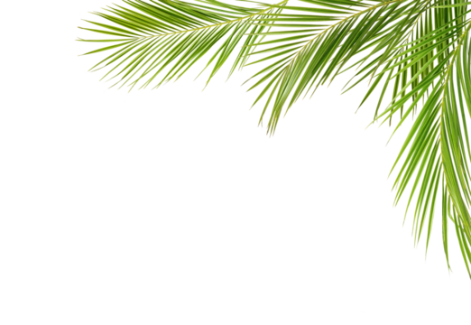 Green palm branches in a corner arrangement isolated on white or transparent background