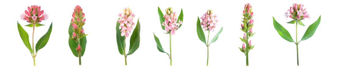 Fototapeta premium Pink Milkweed Flowers