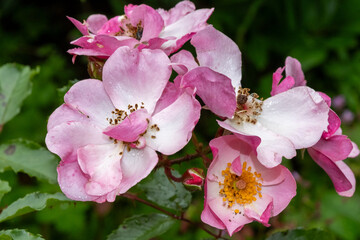 wet blossoms of a rose after the rain