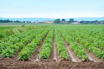 green potato tops, tuberous herbaceous plant, Solánum tuberósum, agricultural scene, field...