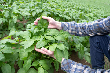 farmer checking quality potato crop, plant health green potato tops, tuberous herbaceous plant, Solánum tuberósum, farmer's pride, agricultural land