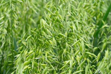 lush field young oats swaying in breeze, ripening crop diligent farmer, farming landscape, promise rich fruitful harvest, Nature's bounty