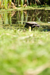 terrapin in the water