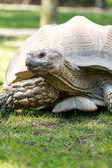 close up of a tortoise