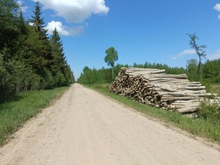 Forest in Siauliai county during sunny summer day. Oak and birch tree woodland. Sunny day with white clouds in blue sky. Bushes are growing in woods. Nature. Summer season. Miskas.