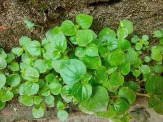 Peperomia pellucida outside of buildings. Sirih Cina leaves or Peperomia pellucida is a medicinal plant used to manage inflammatory illnesses such as conjunctivitis, and gastrointestinal and respirato