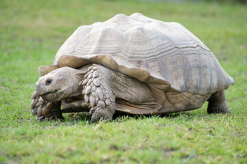 Fototapeta premium Tortoise on the grass