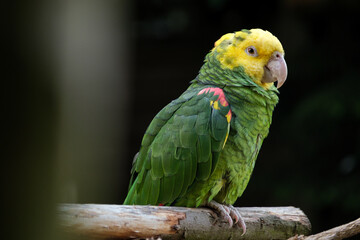green parrot on a branch