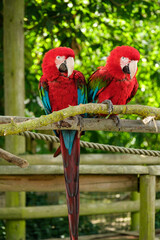 red and green macaws