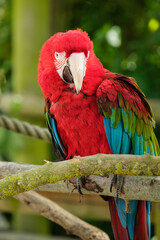 red and blue macaw