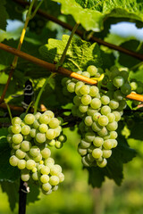 Vineyard with Hibernal near Cejkovice, Southern Moravia, Czech Republic