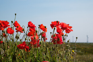 Obraz premium poppy field in summer