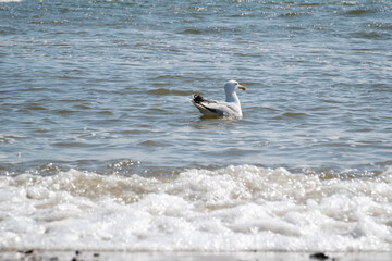 seagull swimming in the sea
