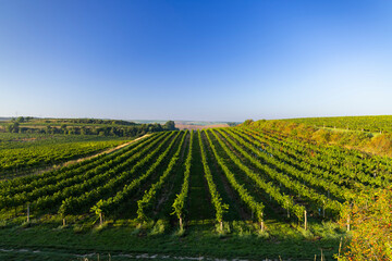 Fototapeta premium Vineyards with flovers near Cejkovice, Southern Moravia, Czech Republic