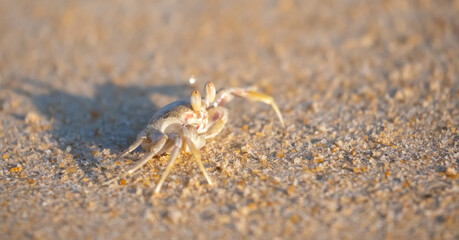 A crab on the beach is running on the white sand. Exotic animals in the resorts of tropical islands. The concept of a beach holiday in the tropics.