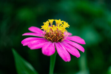 A close-up of a vibrant pink flower with yellow stamens at its center