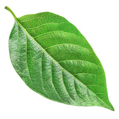 Fototapeta premium Single Green Leaf with Visible Veins