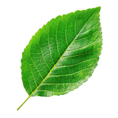 Obraz premium Single Green Leaf with Visible Veins