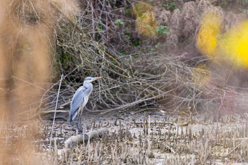 Gray heron (Ardea cinerea) near National park Podyji, Southern Moravia, Czech Republic
