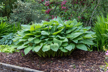 Hosta plant with green leaves blue flower spikes well maintained garden border