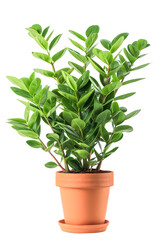 Fototapeta premium Vibrant green indoor plant in a terracotta pot isolated on isolated on transparency background, PNG cut out, perfect for home or office decoration.