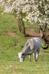 Cows on pasture in spring landscape, Slovakia