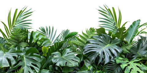 Dense Tropical Plant Cluster with Monstera and Ferns