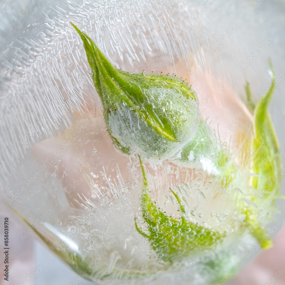 Wall mural Pink Rose Frozen in Ice Cubes. Macro photo