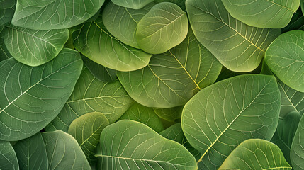 Lush green leaf pattern with intricate details and copy space