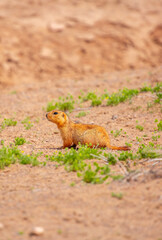 The gopher sits in the grass in the mountains, looks to the side, as if reading your text, studying, showing curiosity, interest. Copy space with place for text. Landscape with wild animals.
