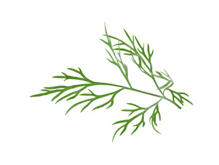 Sprig of fresh green dill isolated on white