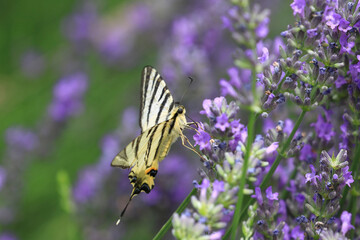 Butterfly Scarce swallowtail on lavender flower
