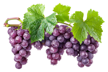 Closeup view of purple grapes hanging on the vine with green leaves, isolated on a white transparent background